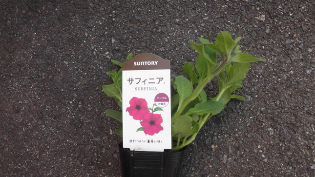 サフィニア パープル