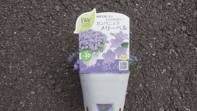 PW カンパニュラ メリーベル