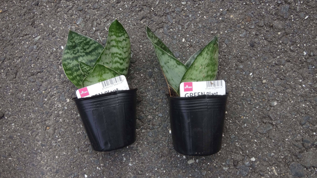 サンスベリア