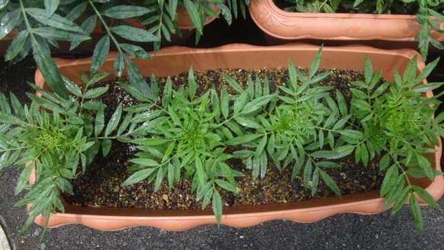 アフリカンマリーゴールド 挿し芽