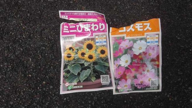 サカタのタネ ヒマワリとコスモス
