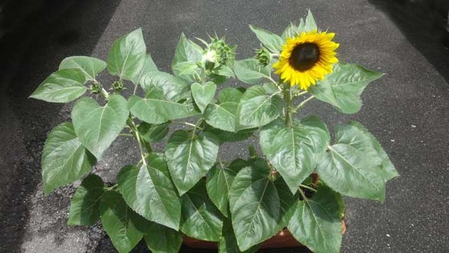 ヒマワリが開花しました 変色爪 にごり爪 を自力で治す男のブログ