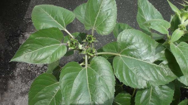サカタのタネ ミニひまわり 蕾