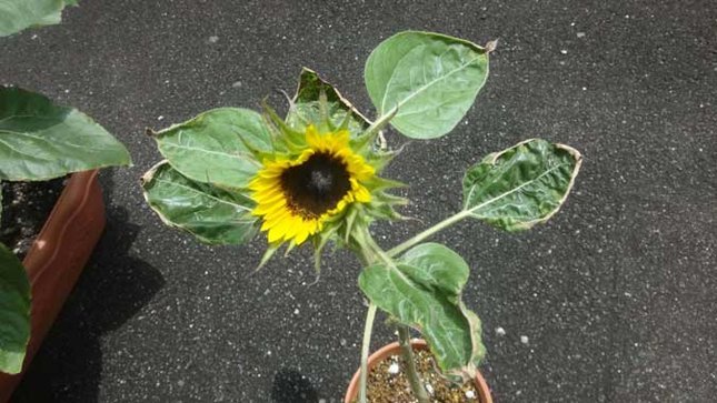 サカタのタネ ミニひまわり 開花 元気がない