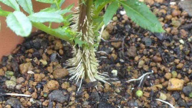 アフリカンマリーゴールド 茎に根のようなもの