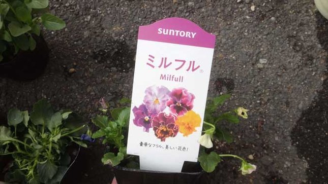 ミルフル
