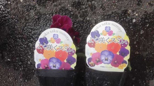よく咲くスミレ