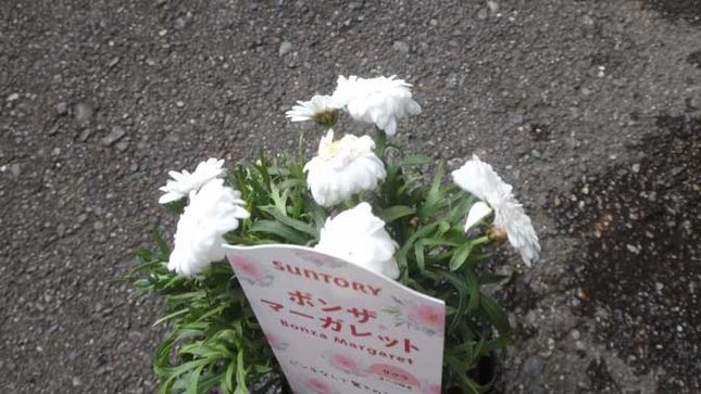 ボンザマーガレット サクラ