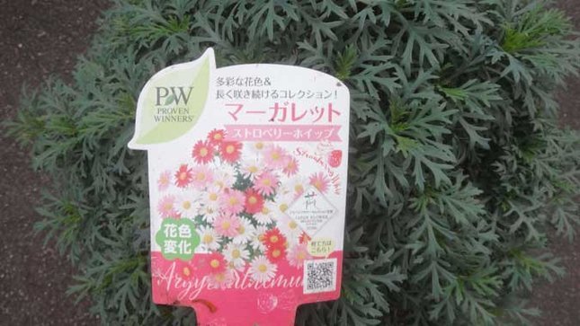 PW マーガレット ストロベリーホイップ