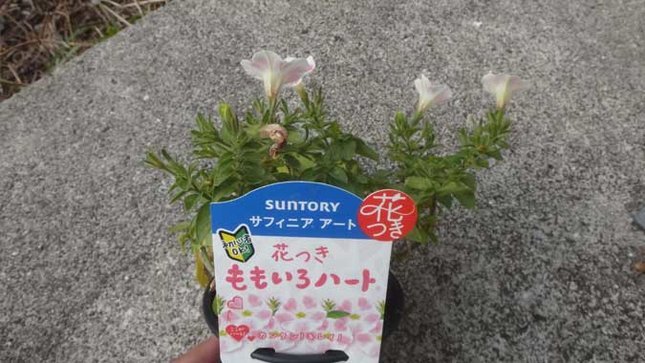 ももいろハート