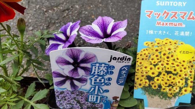 ペチュリア ハルディン 藤色小町