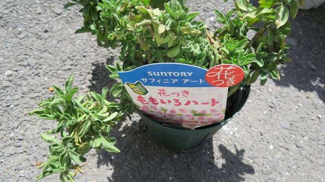 サフィニアももいろハート