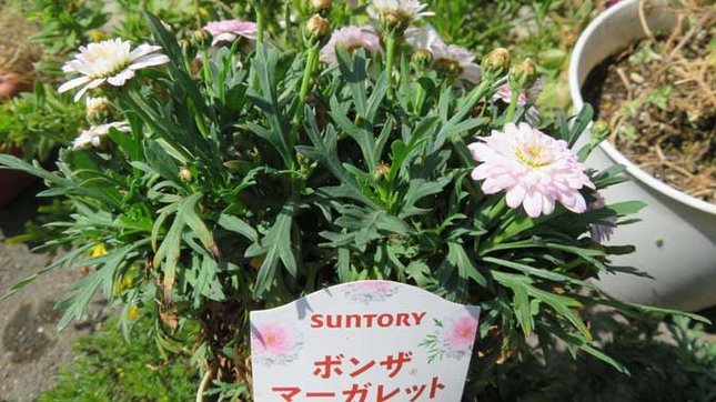 ボンザマーガレット　サクラ