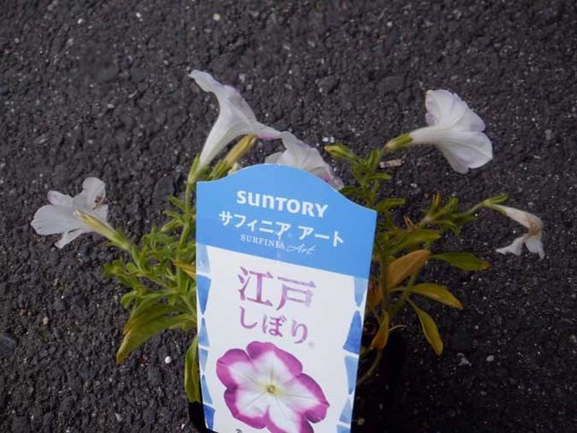 サントリーフラワーズ サフィニア 江戸しぼり