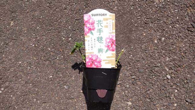 サントリーフラワーズ 花手鞠
