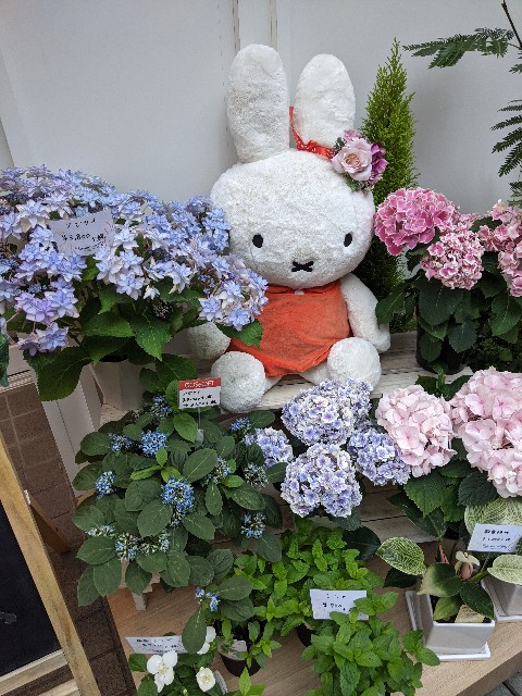 f:id:ShioRitime:20210610104647j:image f:id:ShioRitime:20210610104647j:image