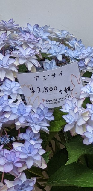 f:id:ShioRitime:20210610104654j:image f:id:ShioRitime:20210610104654j:image
