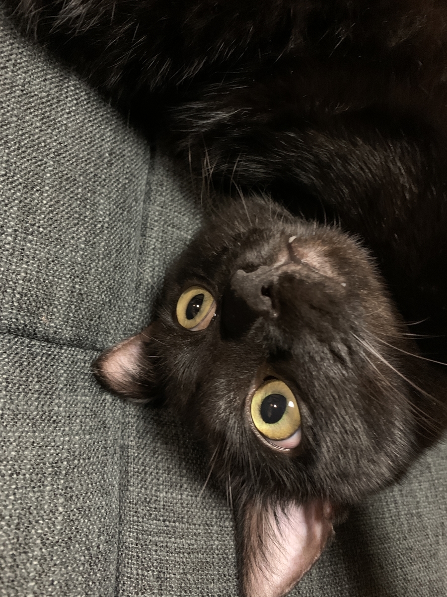 f:id:Shirainu:20210913163137j:plain