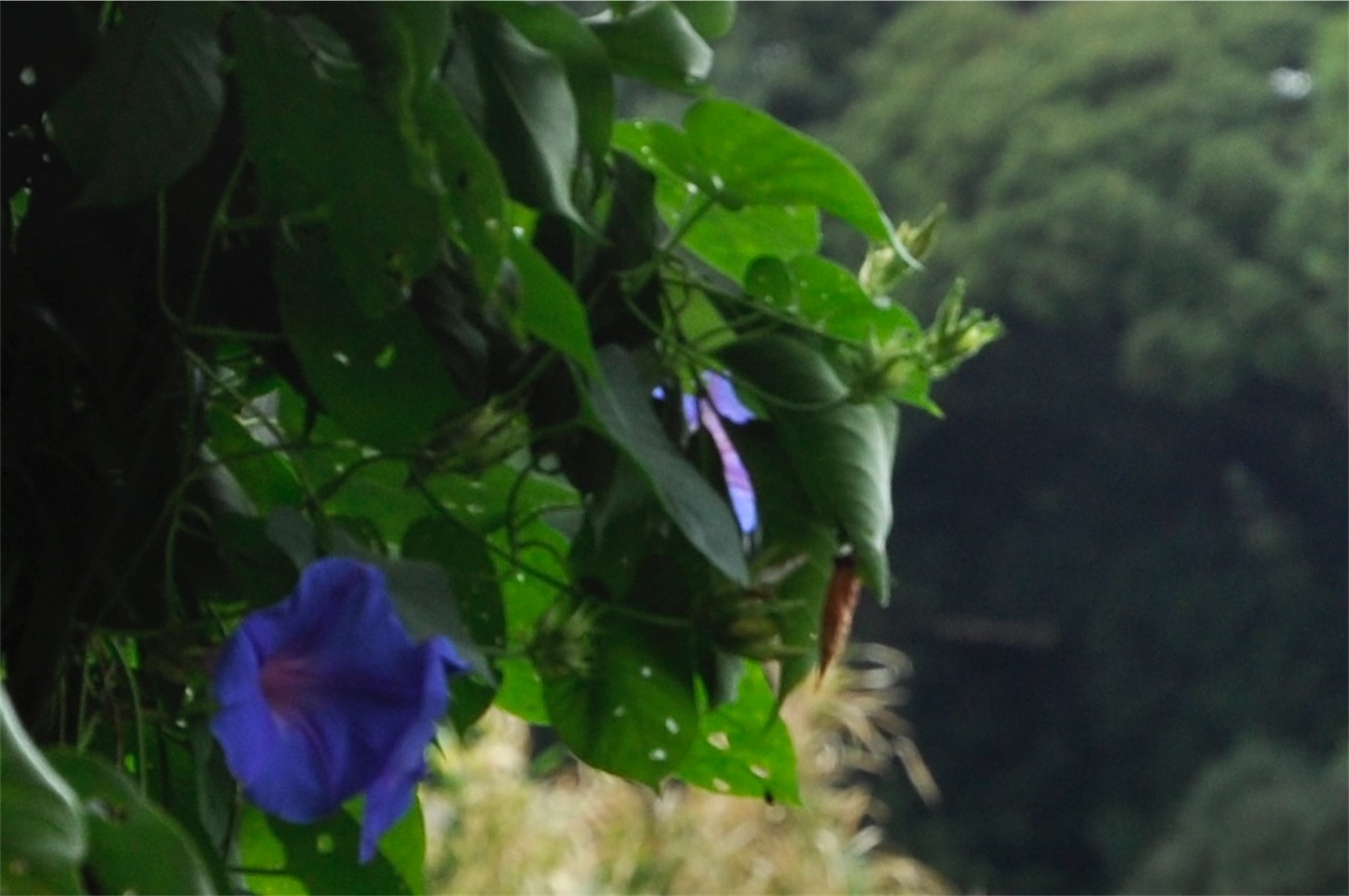 f:id:Shirauo:20241006002007j:image