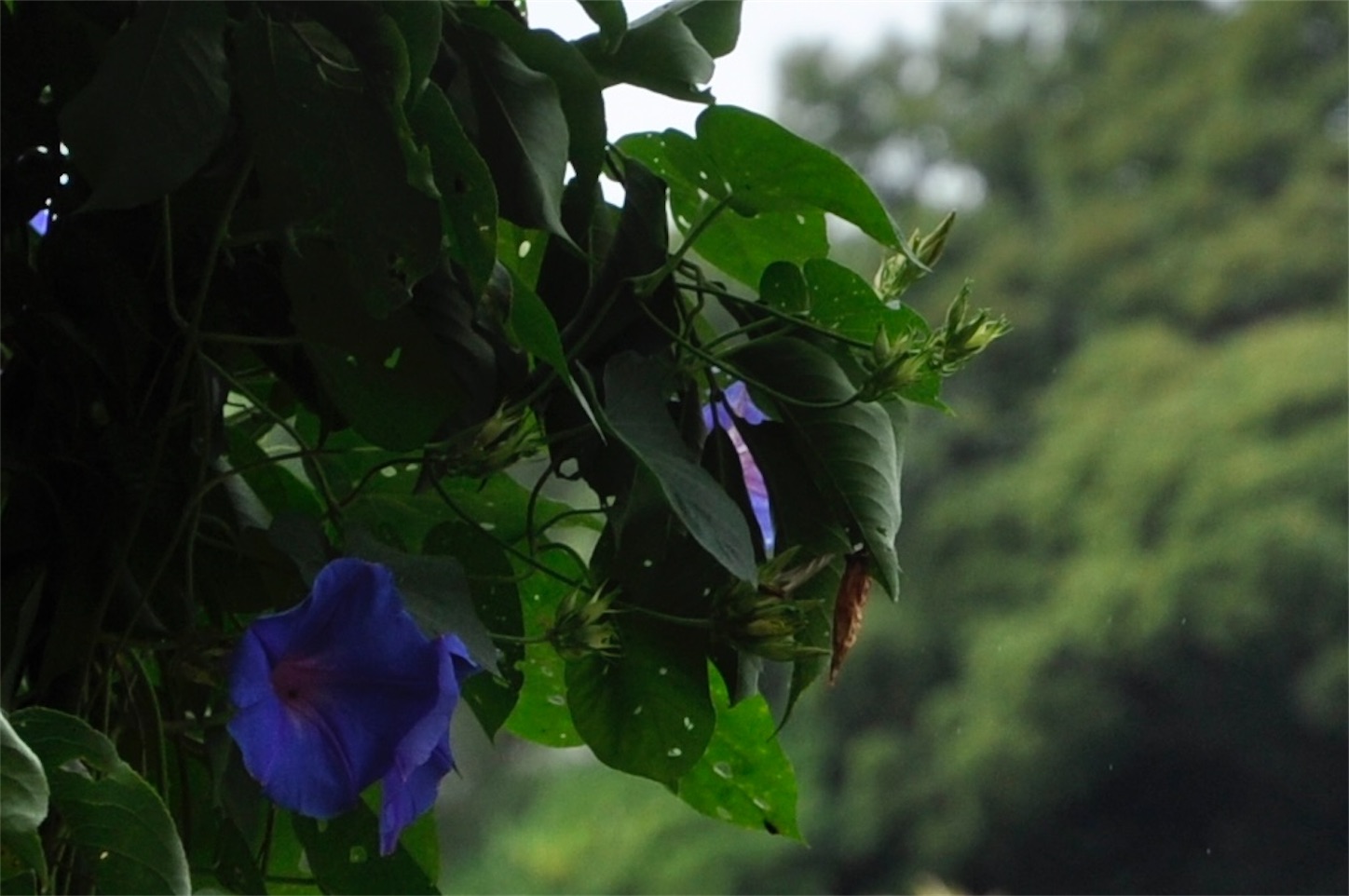 f:id:Shirauo:20241006002011j:image