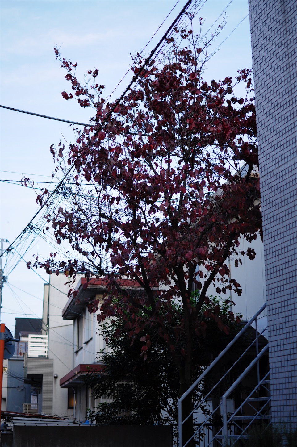 f:id:Shirauo:20241120013128j:image