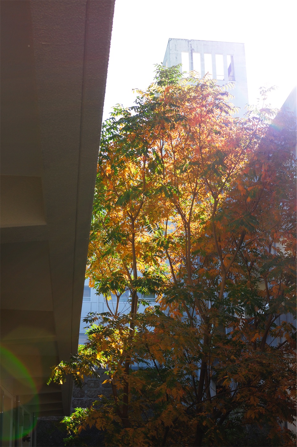 f:id:Shirauo:20241222224635j:image