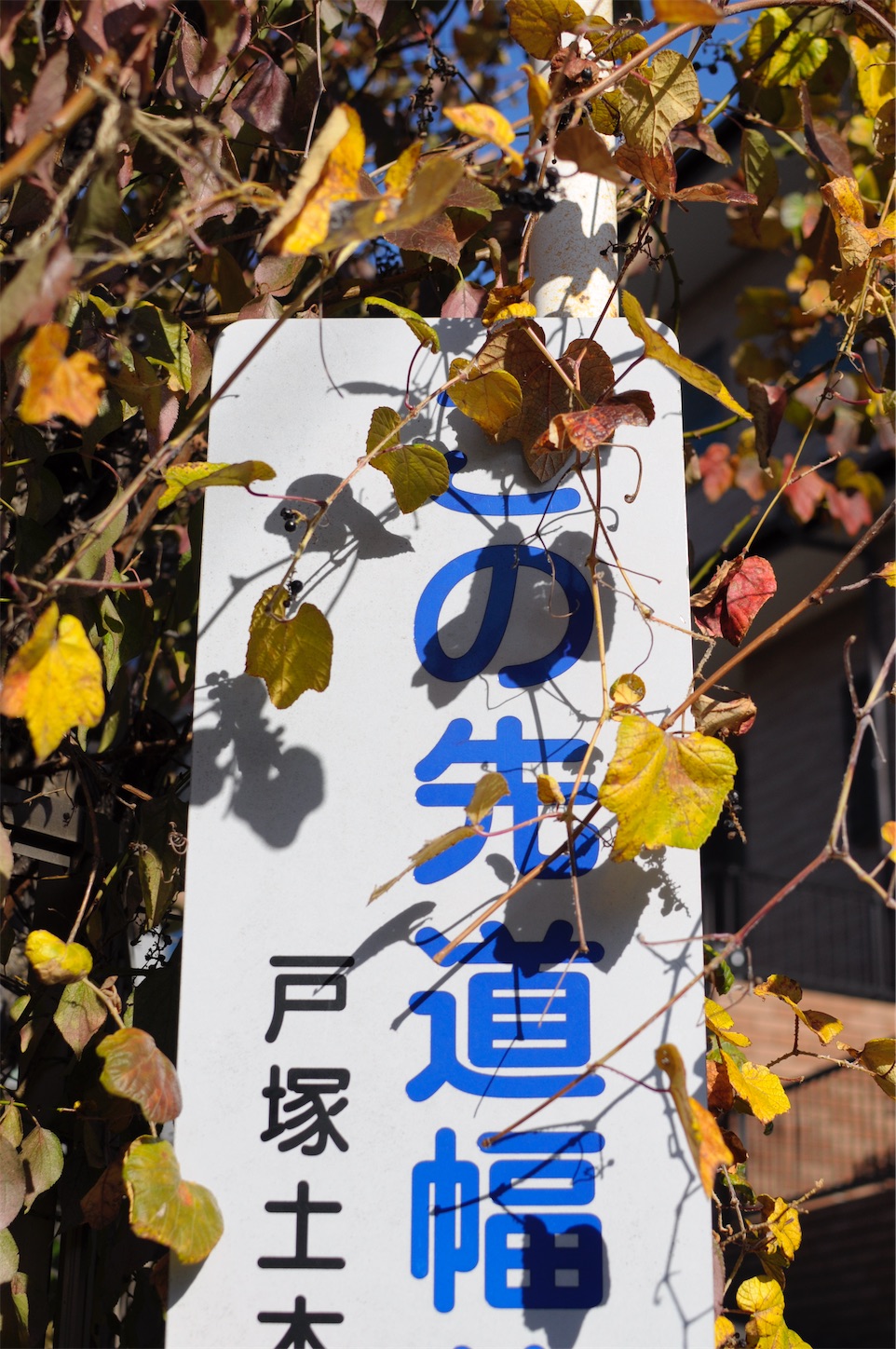 f:id:Shirauo:20241222224738j:image