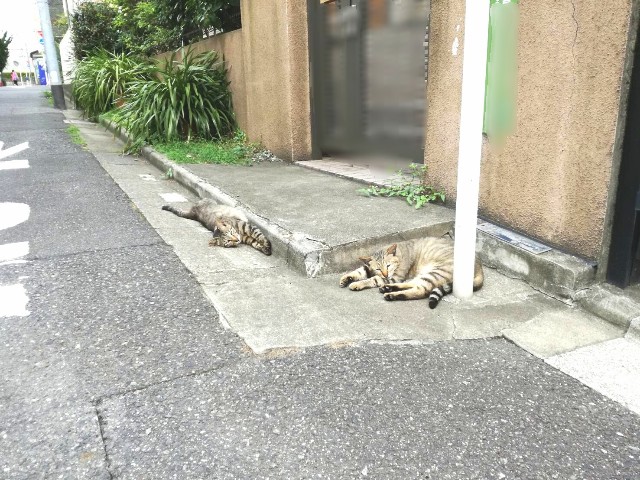 f:id:Shiro-yanaka:20170703000140j:image f:id:Shiro-yanaka:20170703000140j:image