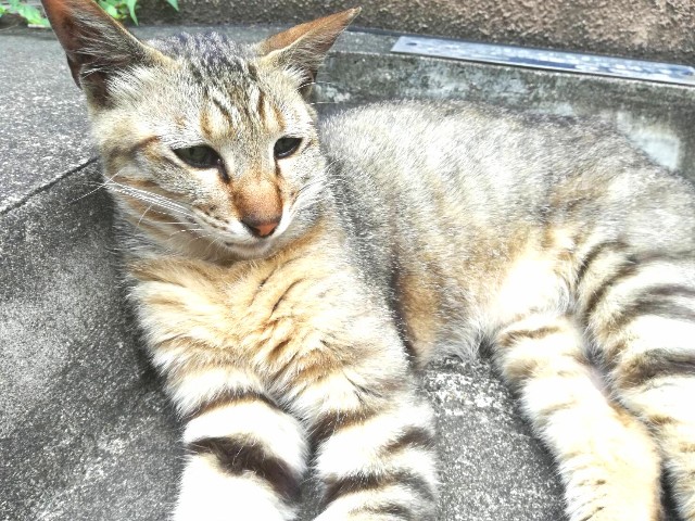 f:id:Shiro-yanaka:20170703000549j:image f:id:Shiro-yanaka:20170703000549j:image
