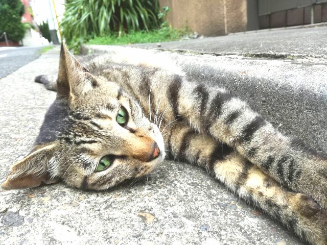 f:id:Shiro-yanaka:20170703000715j:image f:id:Shiro-yanaka:20170703000715j:image