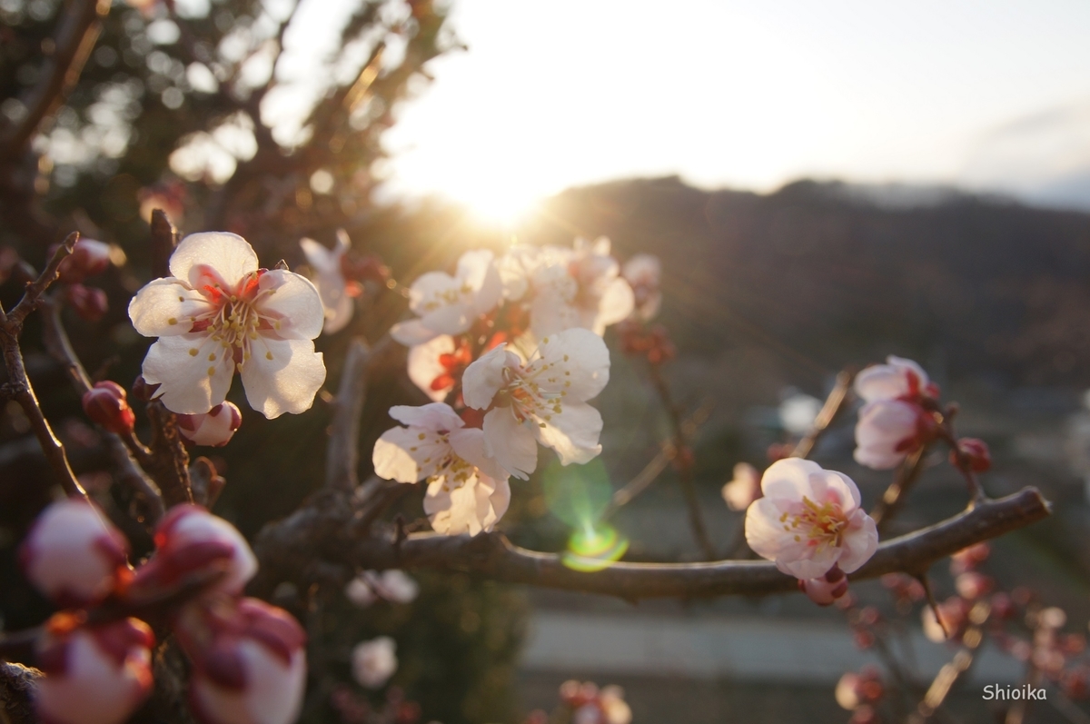 f:id:Shoika:20200402223202j:plain