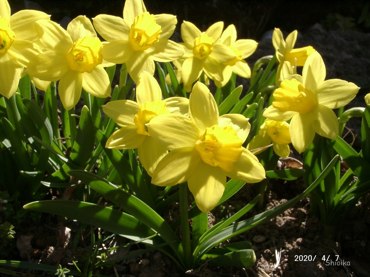 f:id:Shoika:20200407172605j:plain f:id:Shoika:20200407172605j:plain