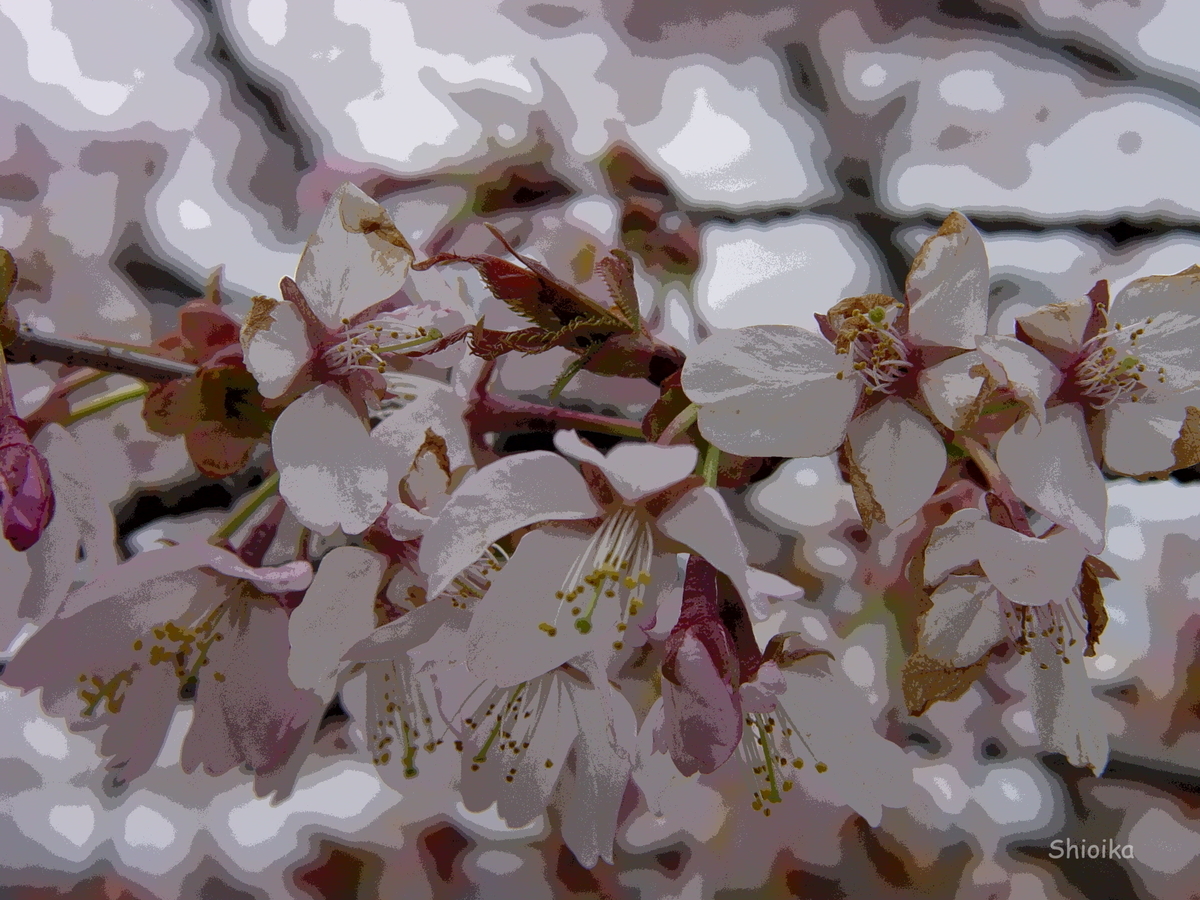 f:id:Shoika:20200427224452j:plain f:id:Shoika:20200427224452j:plain