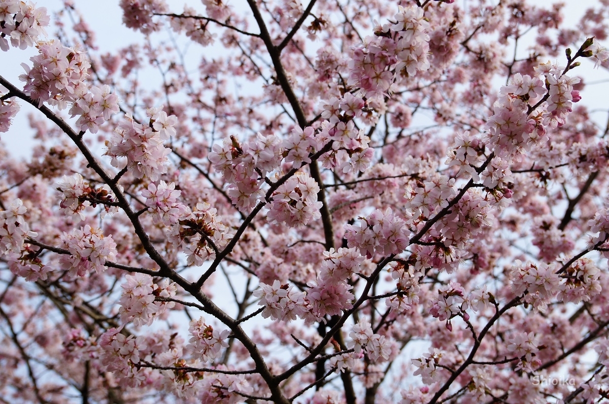 f:id:Shoika:20200427224620j:plain f:id:Shoika:20200427224620j:plain