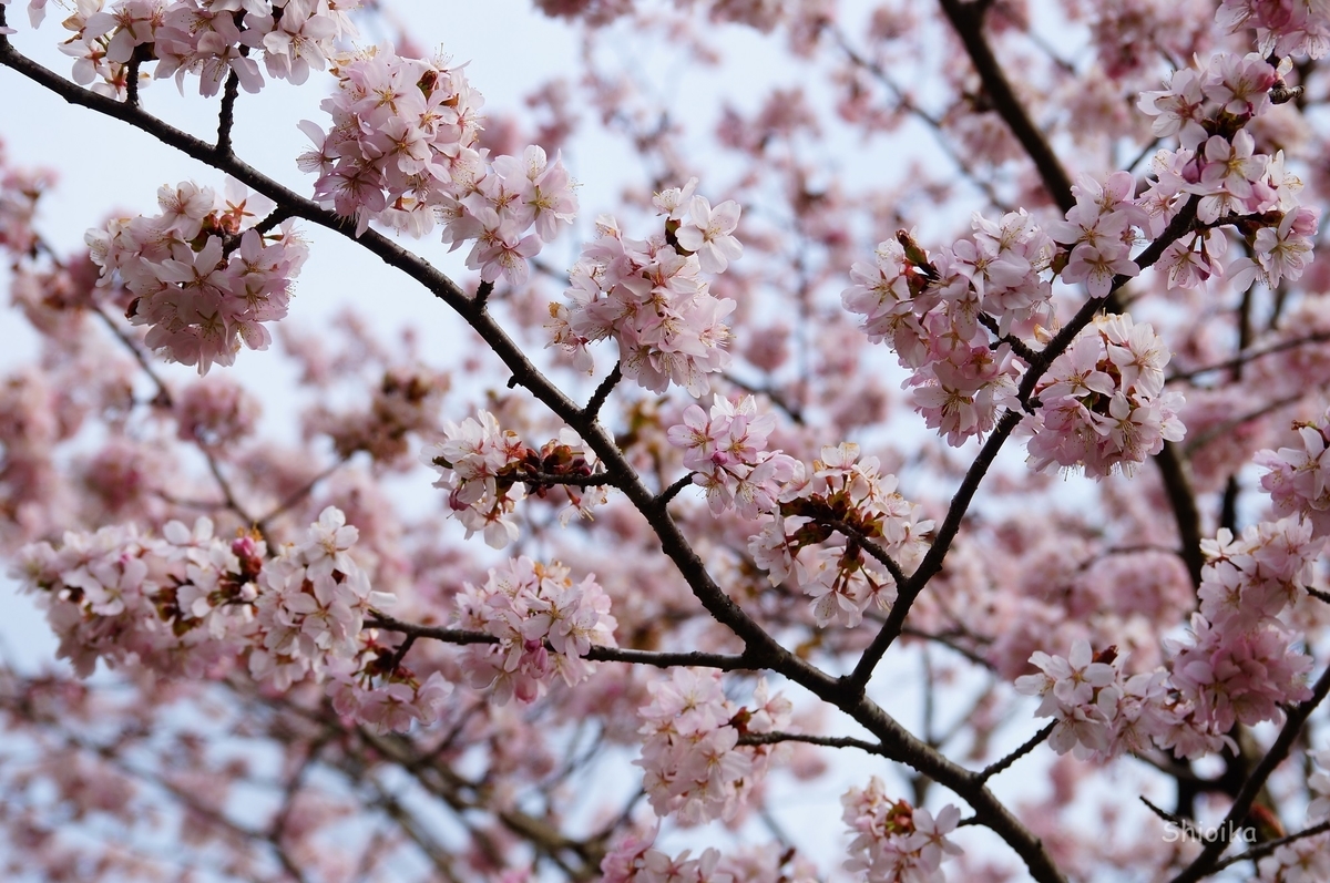 f:id:Shoika:20200427224714j:plain f:id:Shoika:20200427224714j:plain