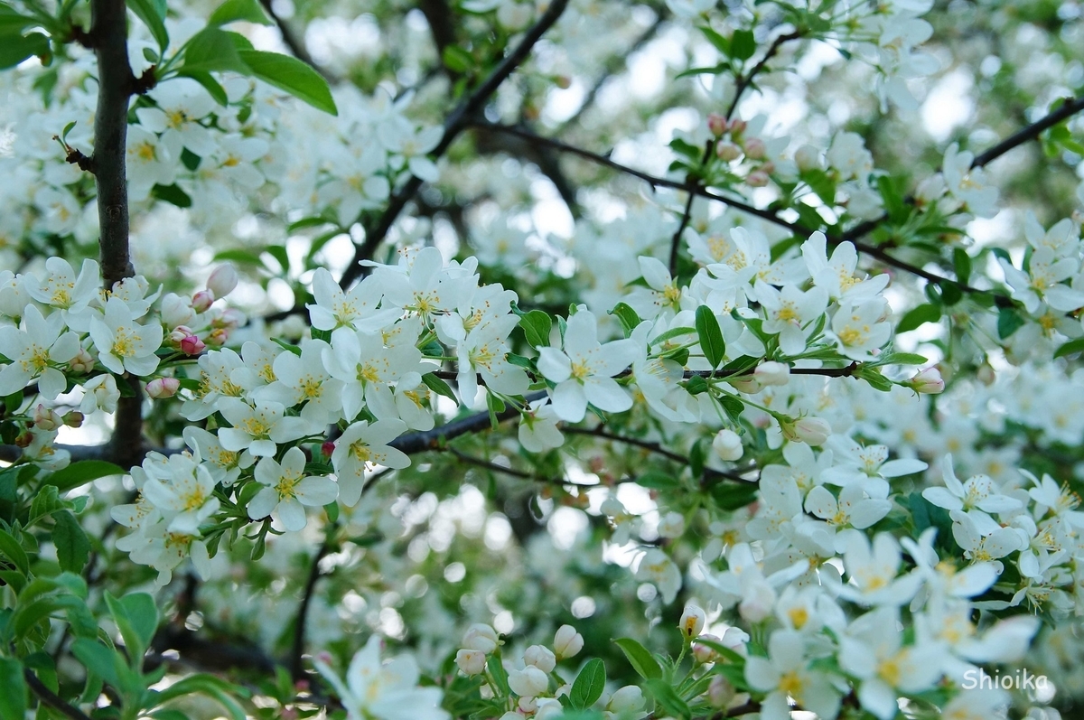 f:id:Shoika:20200511201425j:plain