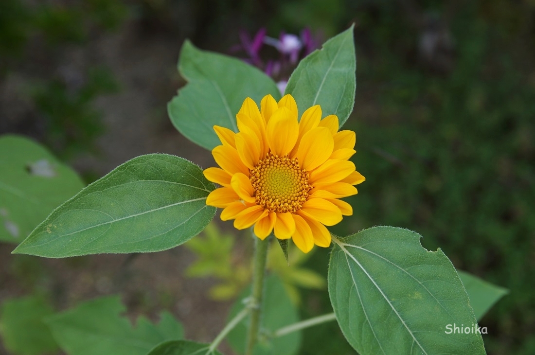 f:id:Shoika:20200804223009j:plain