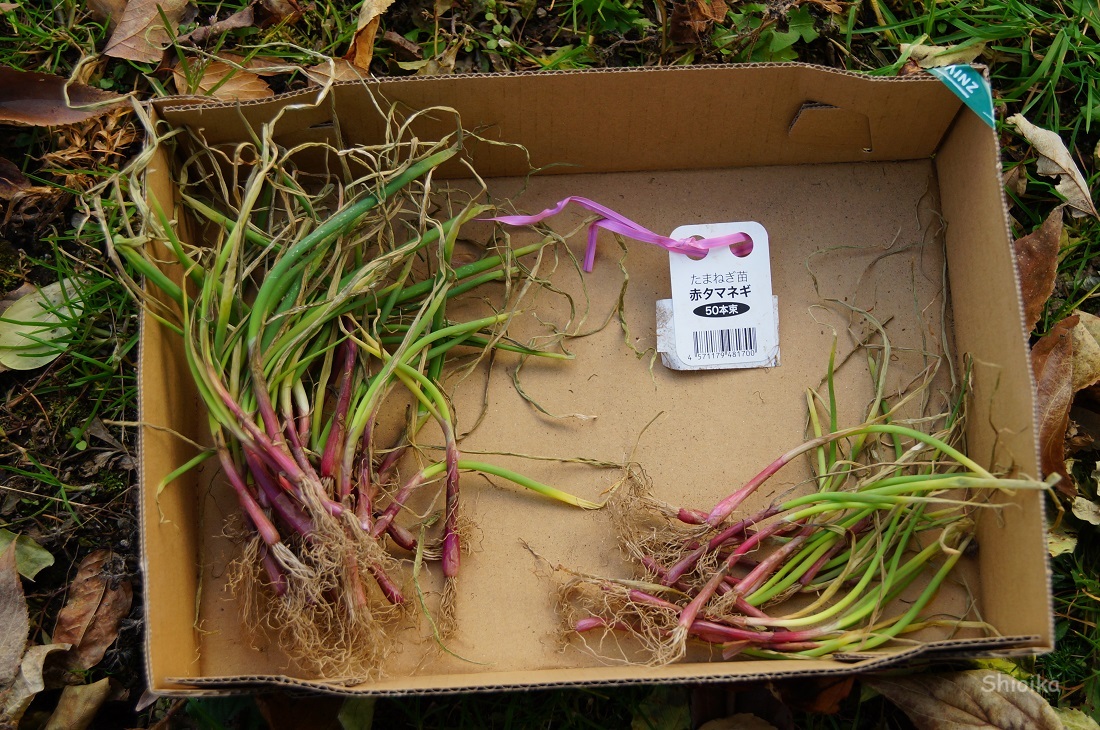 玉ねぎ苗の植え付け！ - Shioika Blog