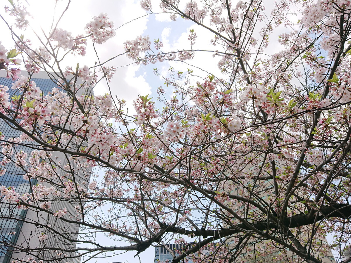 f:id:Shoika:20210403231203j:plain