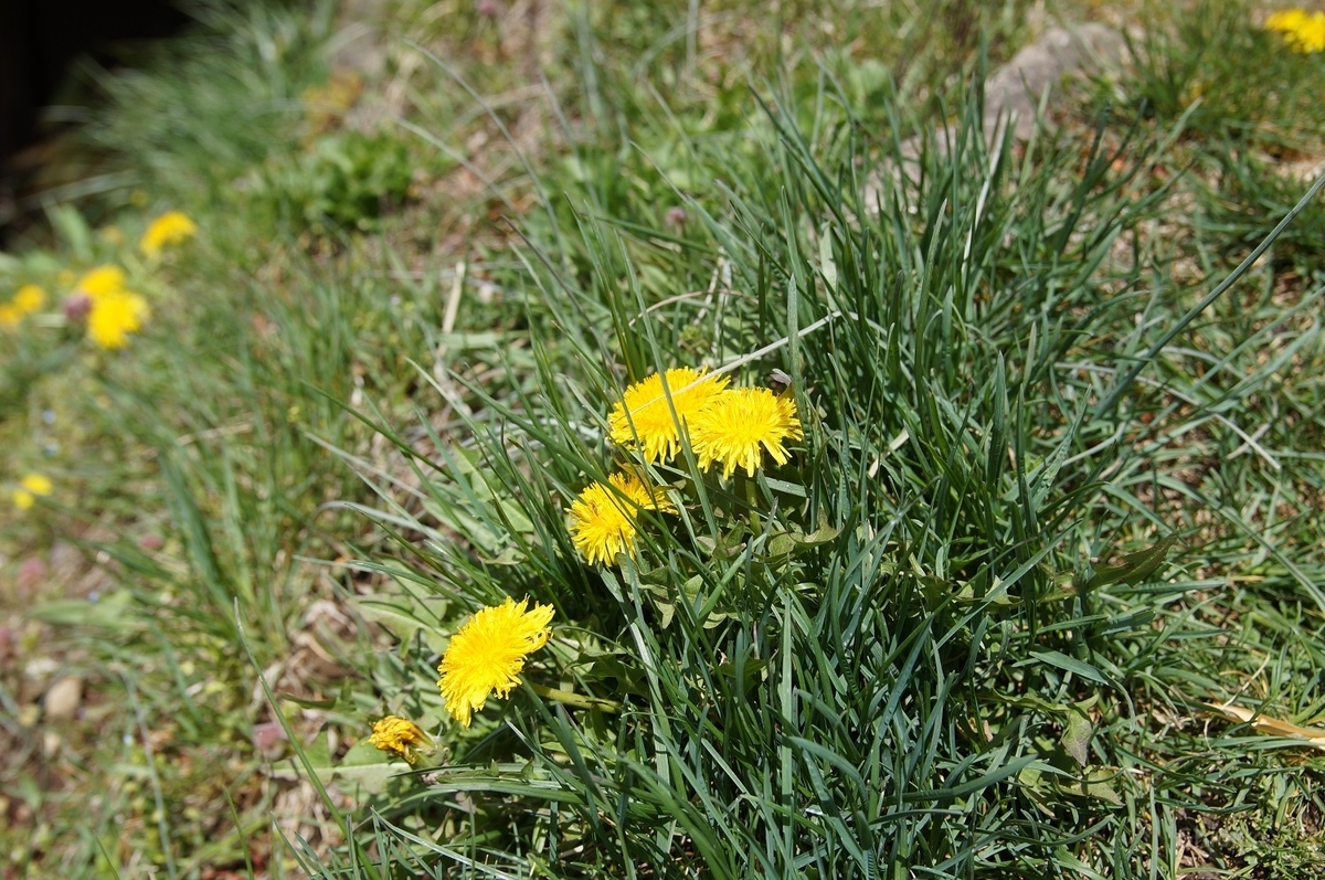 f:id:Shoika:20210418223117j:plain