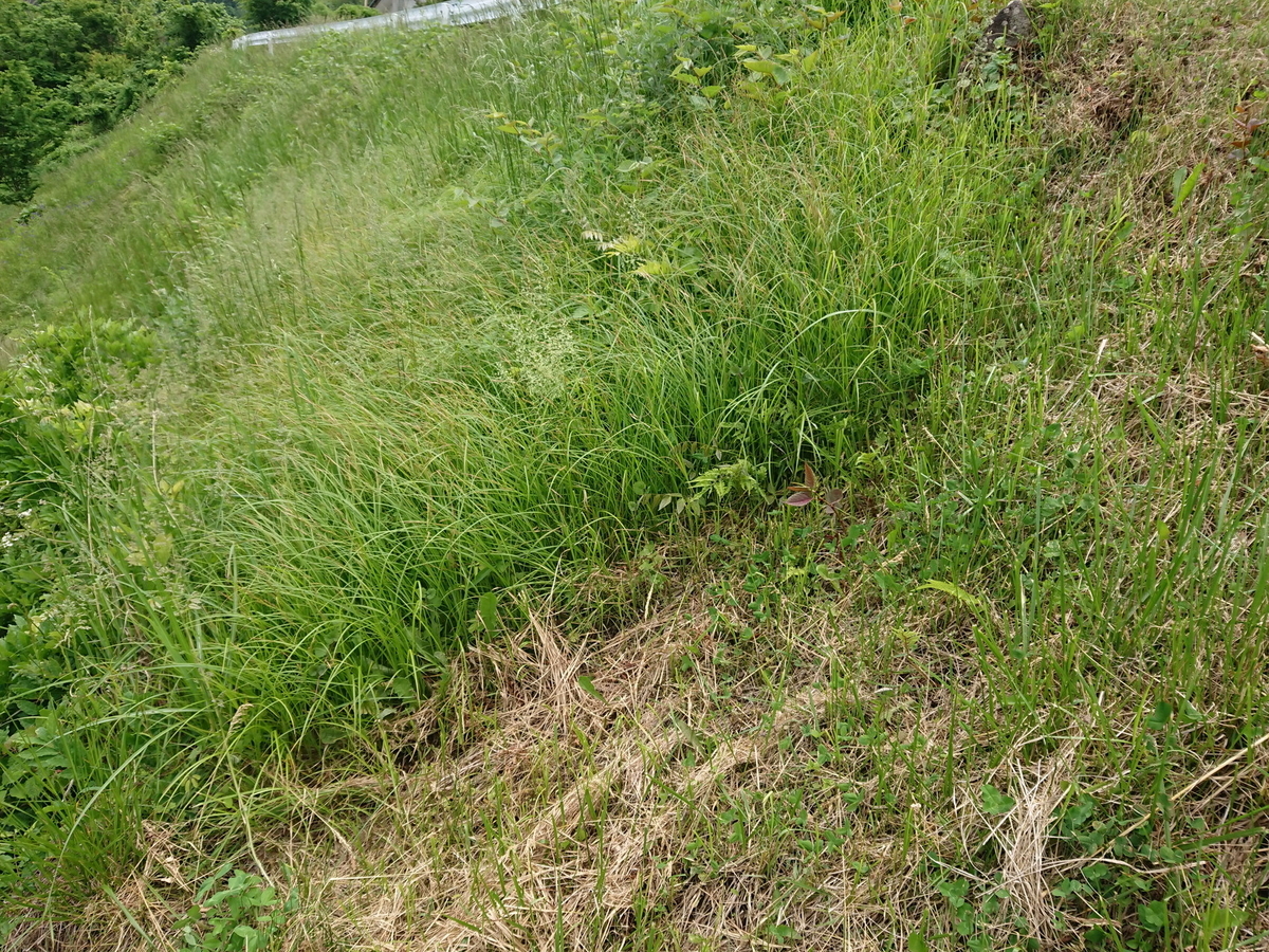 草刈りの新戦力になるか？ 丸山 「ツインブレード旋風」を試す