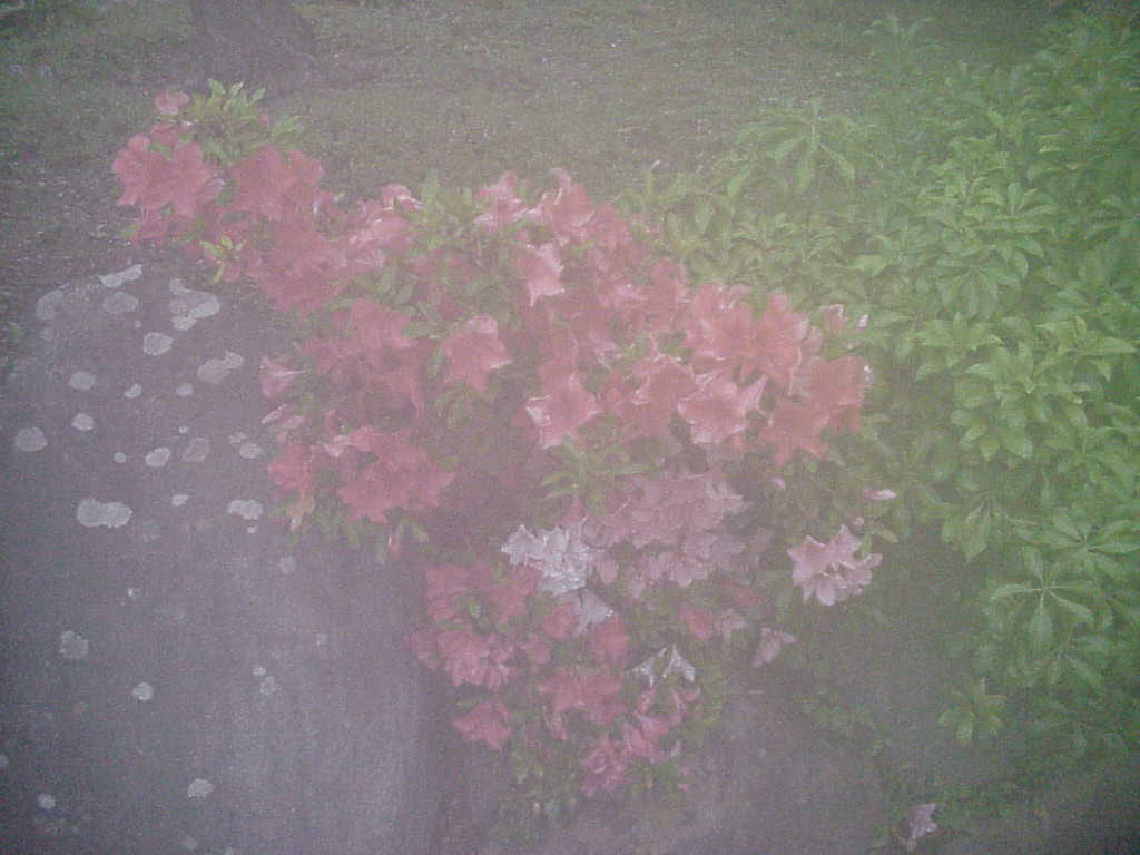 f:id:Shoika:20210704203420j:plain