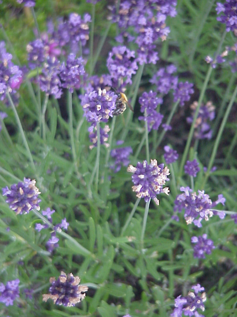 f:id:Shoika:20210704213039j:plain