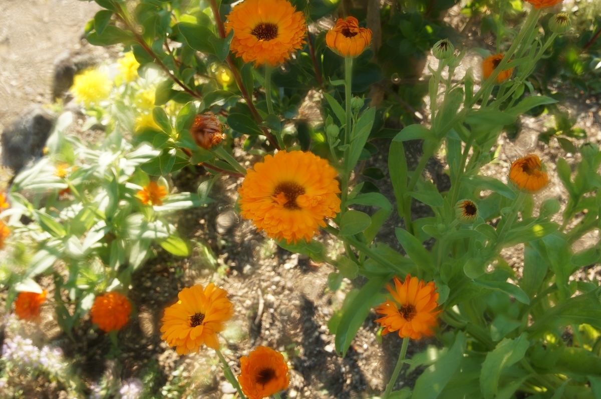 f:id:Shoika:20210720214736j:plain