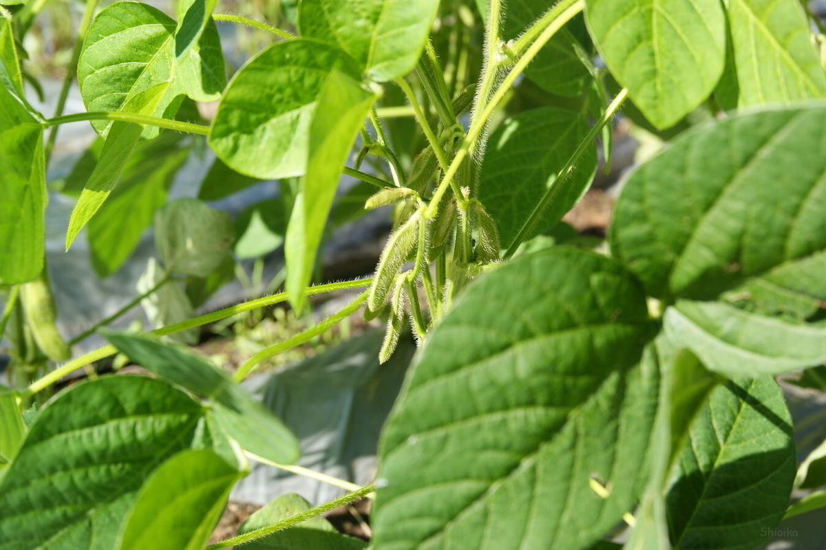 f:id:Shoika:20210731212207j:plain