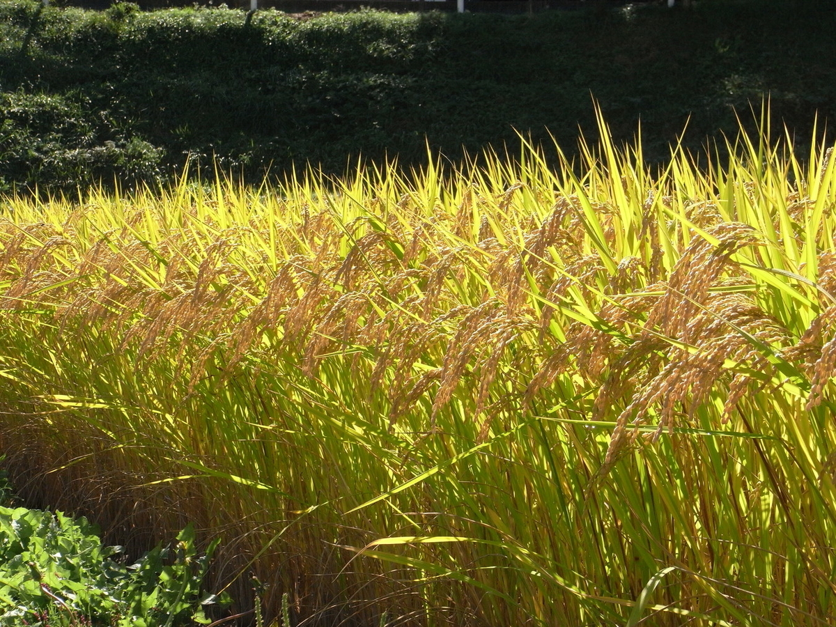 f:id:Shoika:20211005210129j:plain