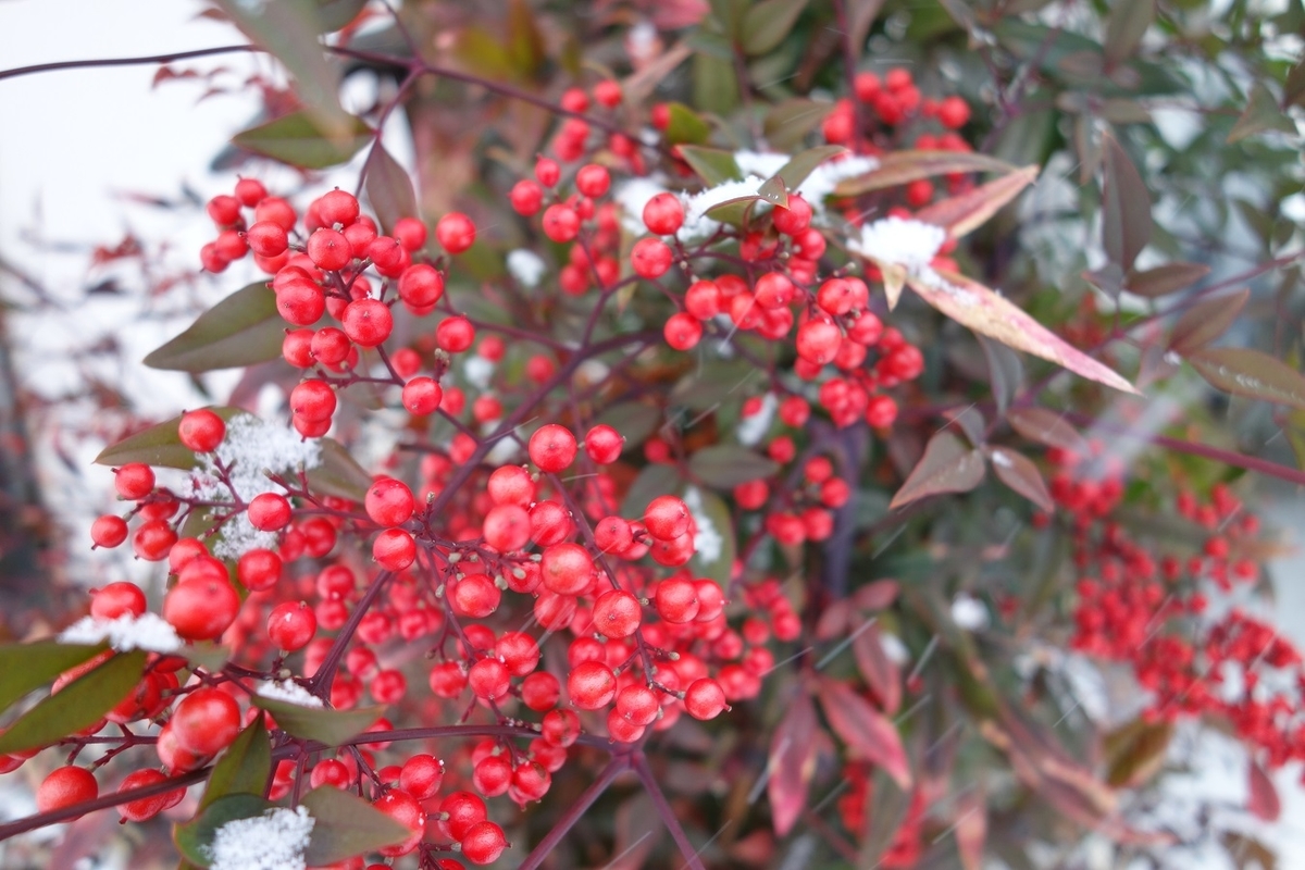 f:id:Shoika:20211231162418j:plain