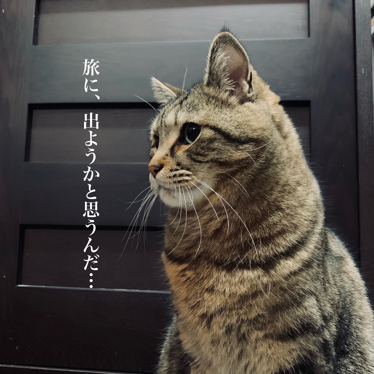 f:id:ShotaMaeda:20220131183334j:plain