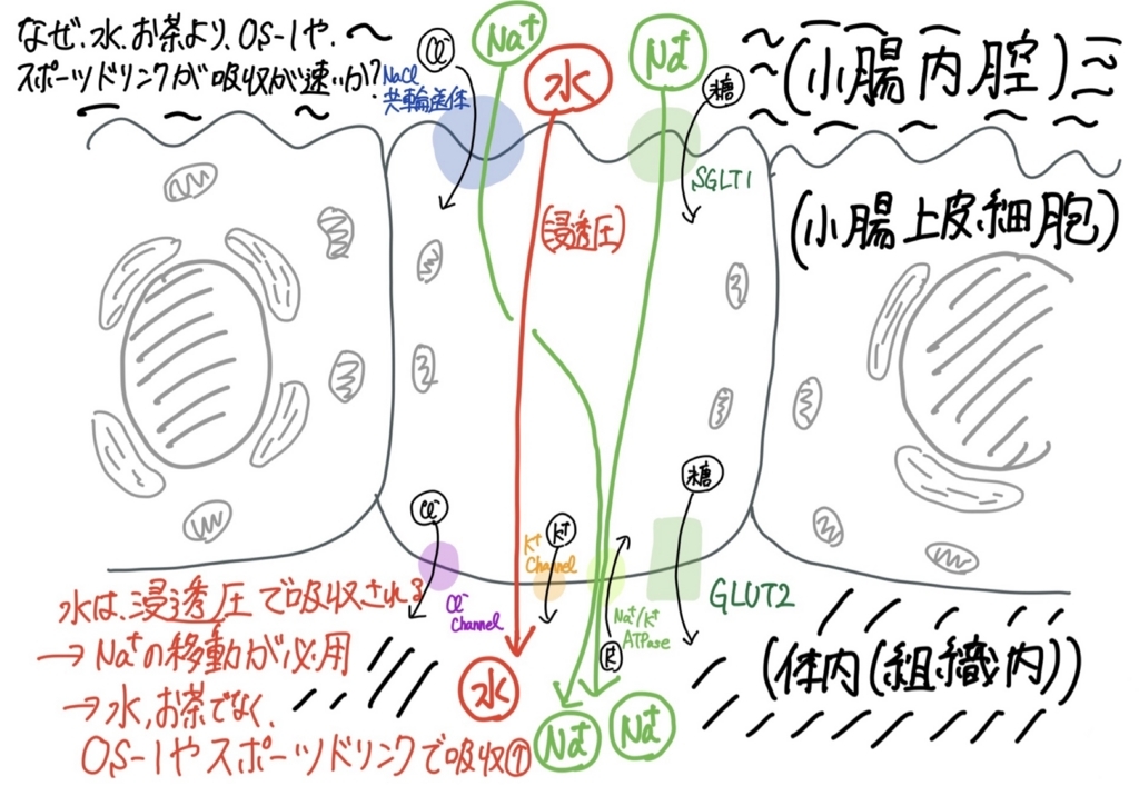 f:id:Shotaro_mkw:20180725230745j:plain f:id:Shotaro_mkw:20180725230745j:plain