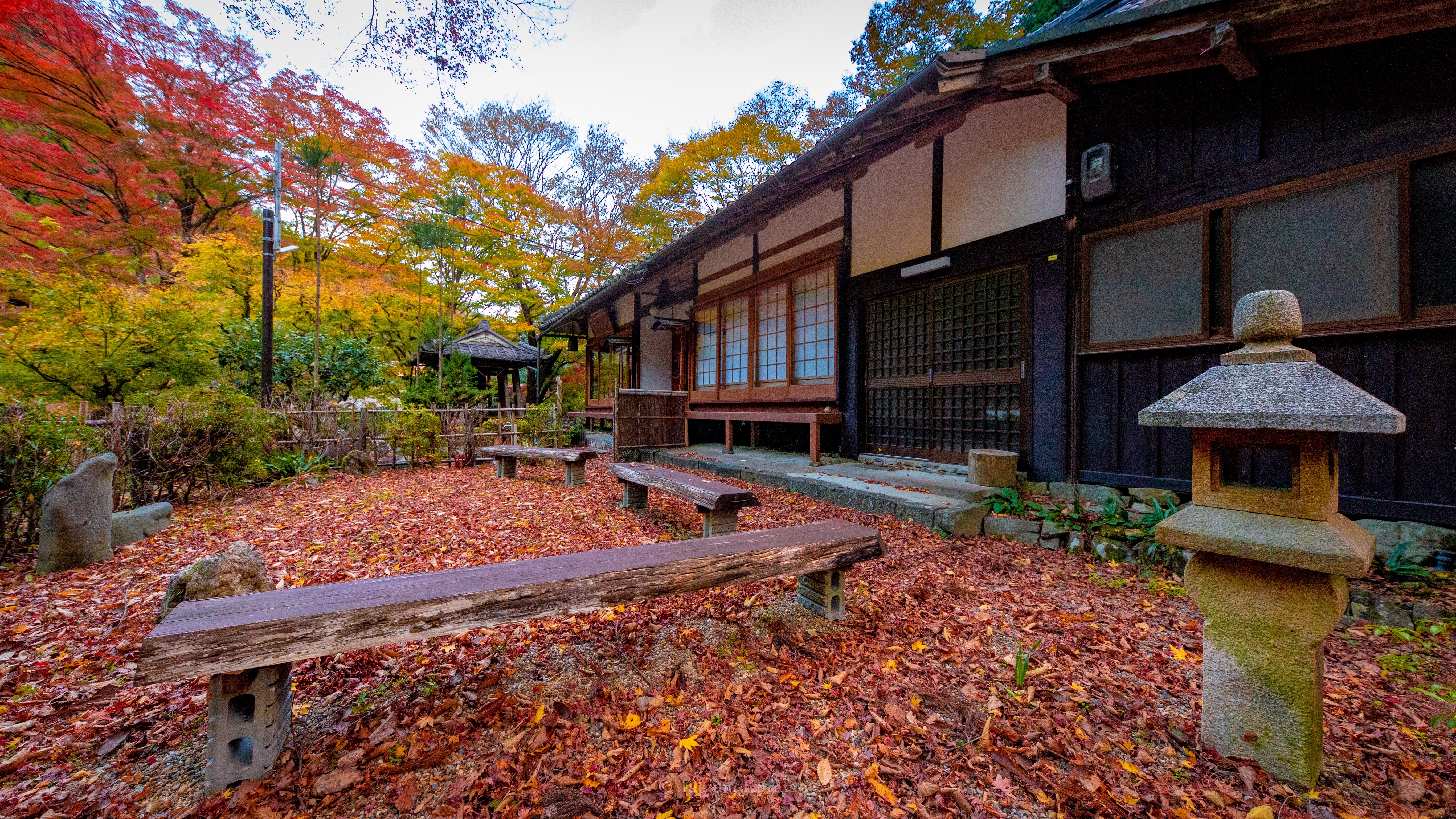 京都 杉阪 地蔵院の散り紅葉 京を歩けば